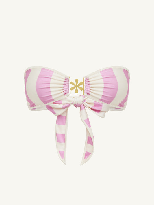 Hydrangea Pink Stripe
